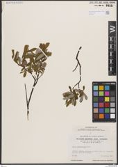 Foto von Salix brachycarpa Nutt.